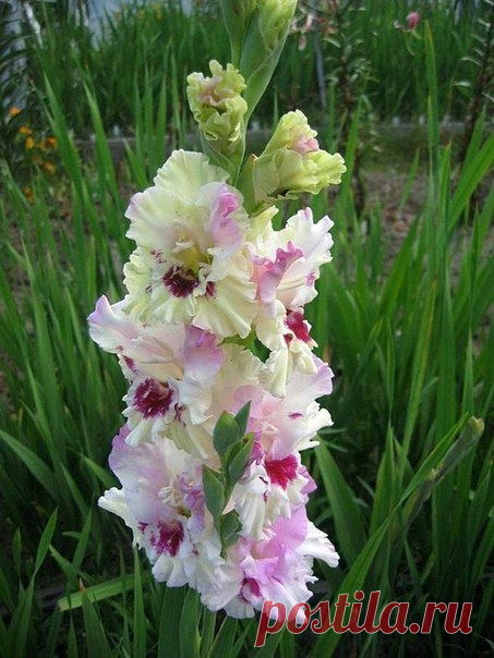 (4) Мой Мир@Mail.Ru