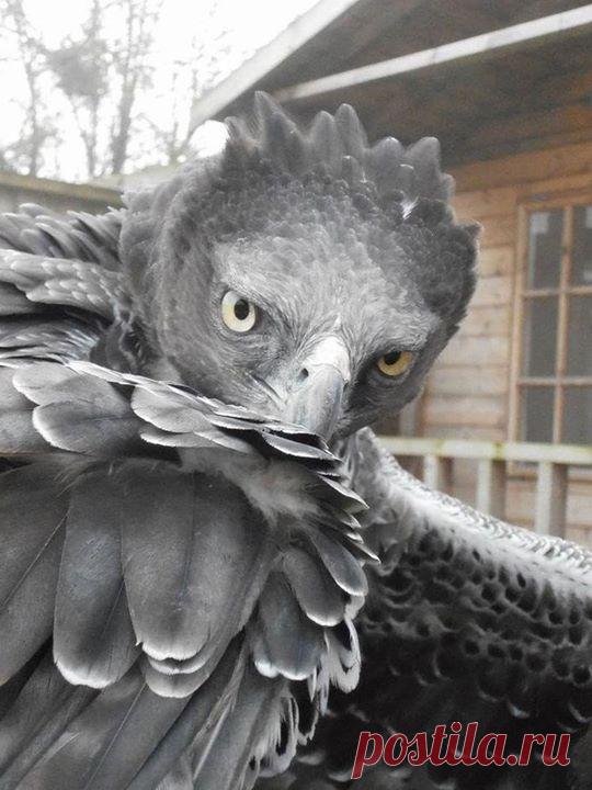 Красавица-гарпия