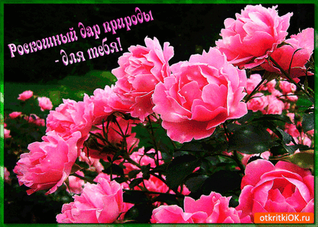 МОИМ ДРУЗЬЯМ - 333 фото. Фотографии Нина Горбачева.