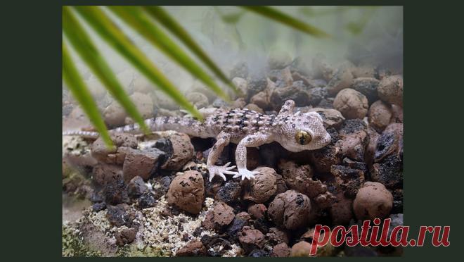 Лепим геккона из полимерной глины. Часть 1 | Журнал Ярмарки Мастеров