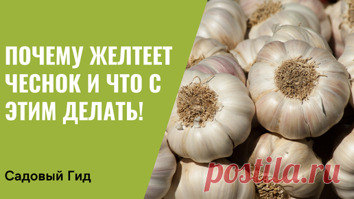 Садовый гид Лариса Зарубина | СПАСАЕМ ЧЕСНОК ОТ ПОЖЕЛТЕНИЯ, РАЗВЕНЧИВАЕМ МИФЫ!