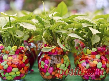 Какие продукты питания любят ваши комнатные растения