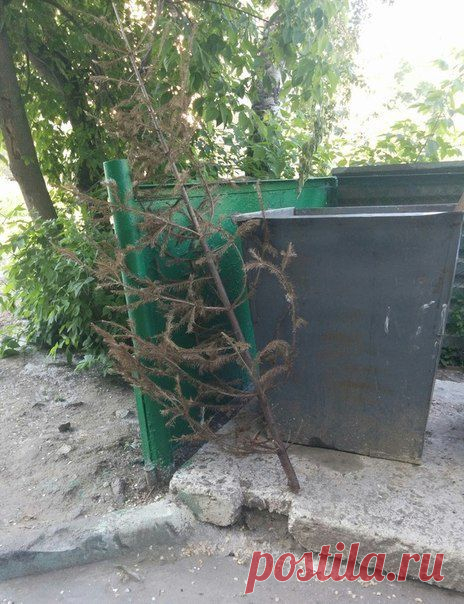 Это уже о Жизни ! Ещё один сдался и... вынес таки ёлку! "Экспедиция" в Обнинске