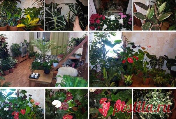 5 натуральных удобрений для домашних цветов | Мама знает...