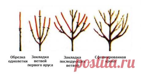 Посадка саженца черешни: подробная инструкция для новичка