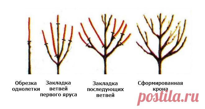 Посадка саженца черешни: подробная инструкция для новичка