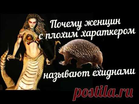 Почему женщин с плохим характером принято называть ехиднами