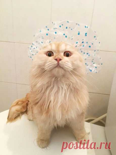 Сумасшедший кот, который обожает принимать душ Хозяева взяли Мипо, когда он был двухмесячным котенком. Они живут в жарком и влажном климате, где британскую длинношерстную кошку непросто держать в чистоте, особенно учитывая неприязнь кошек к воде. ...