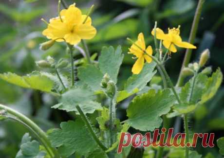 Отличное средство для очищения организма из чистотела — 6 соток