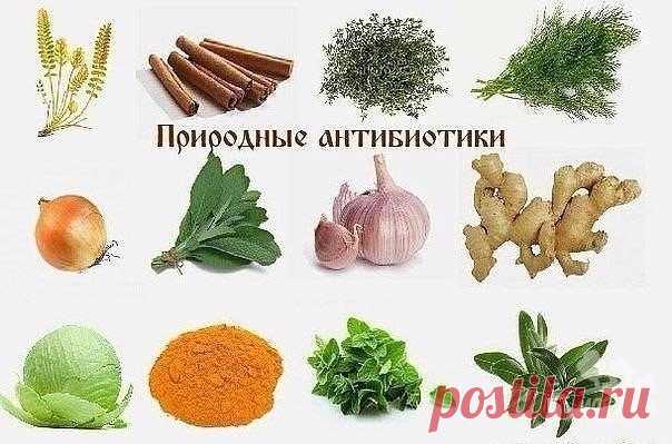 5 натуральных антибиотиков | Делимся советами