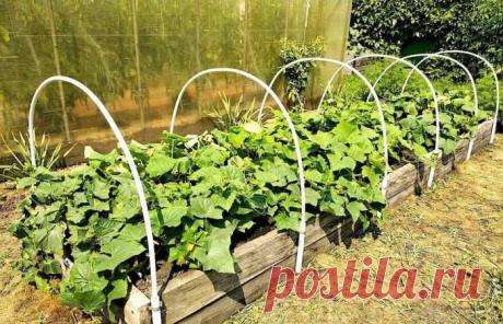 3 правила выращивания огурцов, чтобы растение дало много урожая