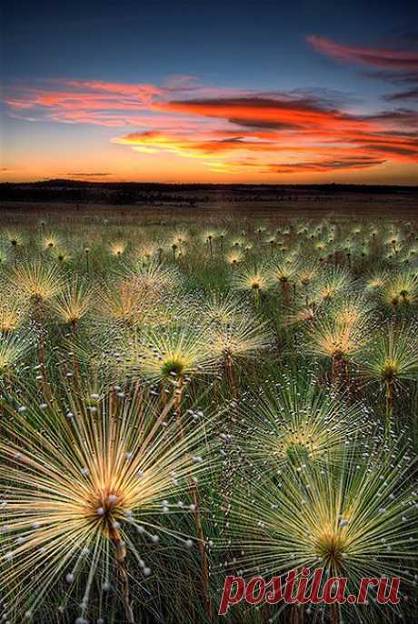 Paepalanthus at sunset by MarcioCabral on DeviantArt