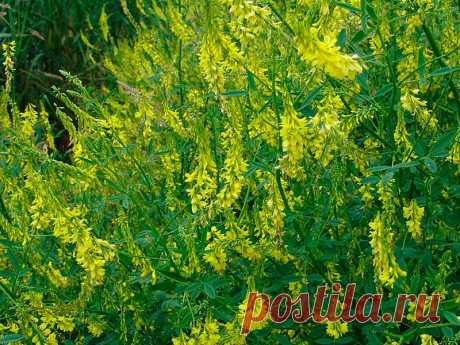 Лекарственное растение Донник (Melilotus officinalis). Двулетнее растение высотой от 30 до 100 см. Листья тройчатые с удлиненными неравно-мернозубчатыми листочками, на которых имеются 8-14 пар боковых жилок. Желтые цветки собраны в кисти длиной 4-10 см. Лодочка короче крыльев. На голых бобах нечетко выраженные поперечные морщинки. Похожий вид - донник высокий (М. altissimus) отличается от донника лекарственного следующими признаками: на листочках 8-14 пар боковых жилок, цветки в кистях.