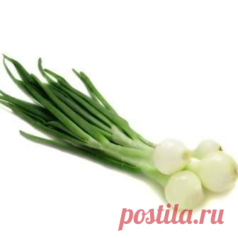 Как вырастить зелень на подоконнике [2278] | Домашние растения | Garden Star - информационный портал