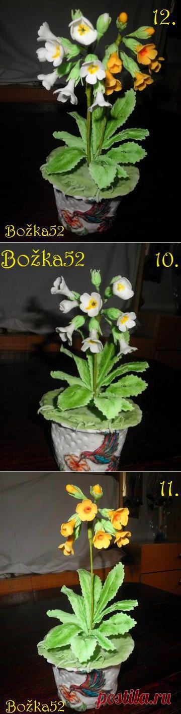 Первоцветы, МК