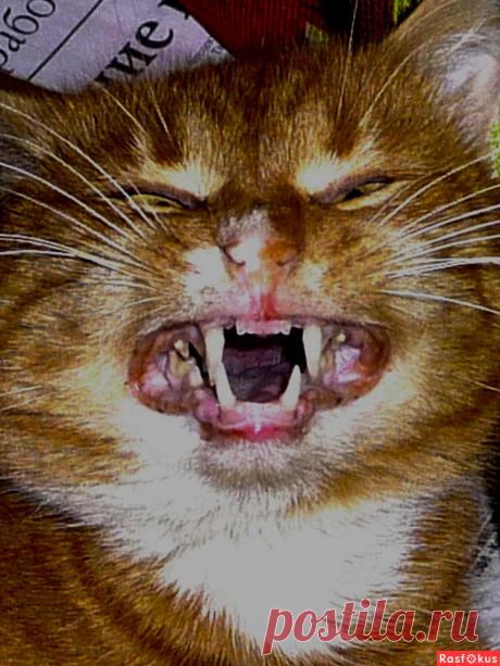 Фото: Кот. Николай Попов. Фото животных - Фото и фотограф на Расфокусе.