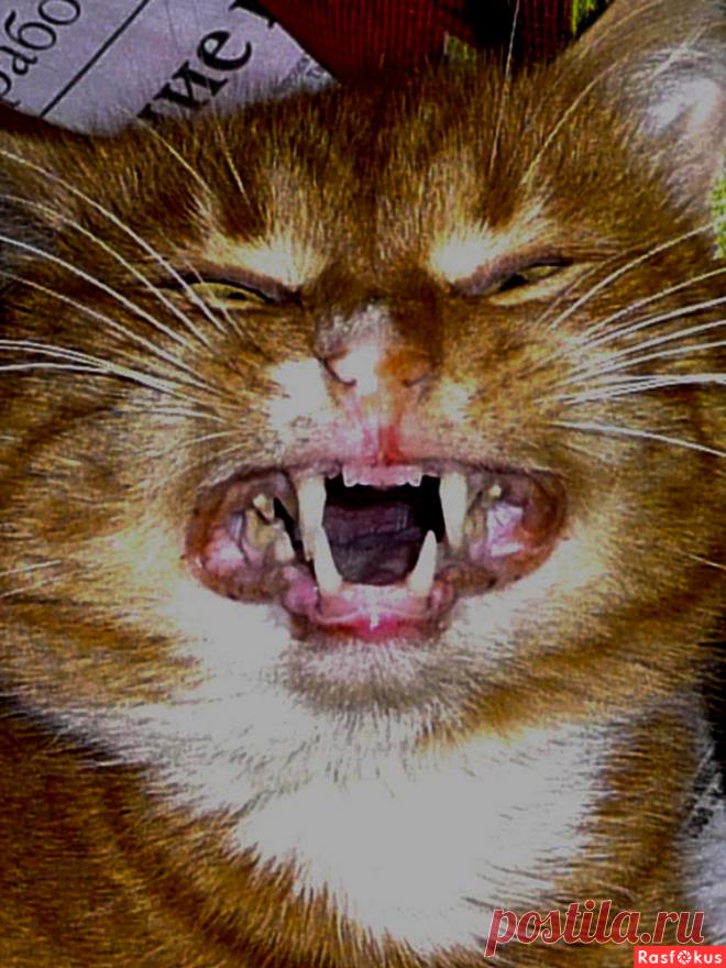 Фото: Кот. Николай Попов. Фото животных - Фото и фотограф на Расфокусе.