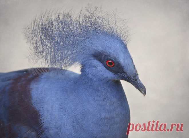 Сем. Голубиные (Columbidae)
Венценосный голубь (Goura cristata)
