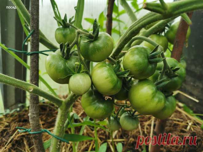 Любимое удобрение дачников делает помидоры безвкусными, мелкими, пустотелыми. А мы хотели, как лучше | Посад | Яндекс Дзен