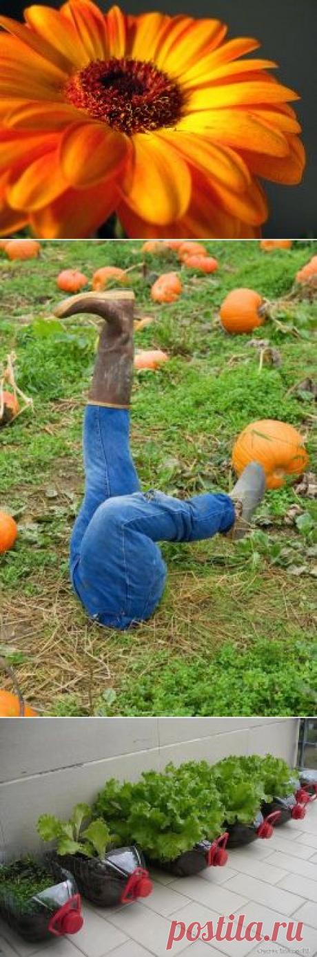 ДАЧНЫЕ ИДЕИ | Самоцветик