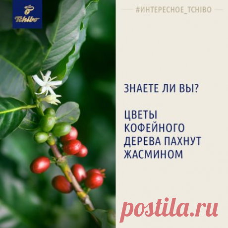 Добрый день, уважаемые читатели!
А вы знали, что цветы кофейного дерева пахнут жасмином, а дерево может одновременно и цвести, и давать плоды? Также, всегда считалось, что арабика – самоопыляющееся растение и в пчелах не нуждается. Но, оказалось, что именно благодаря пчелам получаются самые крупные и прекрасные зерна, так как насекомые выбирают лучшие цветы для опыления! 
Интересно, не правда ли?
Сердечно ваш, 
Том.