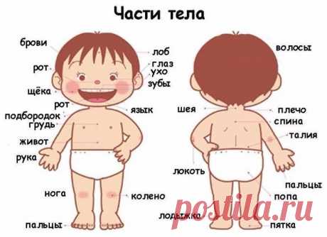 ИЗУЧАЕМ ЧАСТИ ТЕЛА / Солнечная мама