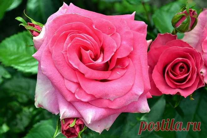 Alena — «Нежное прикосновение...» на Яндекс.Фотках