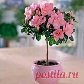 МАЛЕНЬКИЕ СЕКРЕТЫ КОМНАТНОГО ЦВЕТОВОДСТВА.  :)