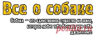 Течка у собаки, сколько длится течка у собаки, когда начинается течка у собаки