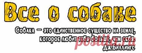 Течка у собаки, сколько длится течка у собаки, когда начинается течка у собаки