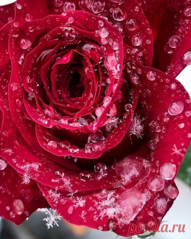 Самые невероятные растения планеты