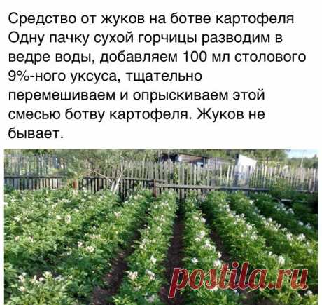 Средство от жуков на ботве картофеля..