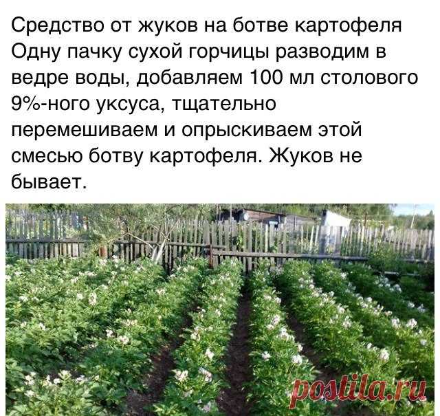 Средство от жуков на ботве картофеля..