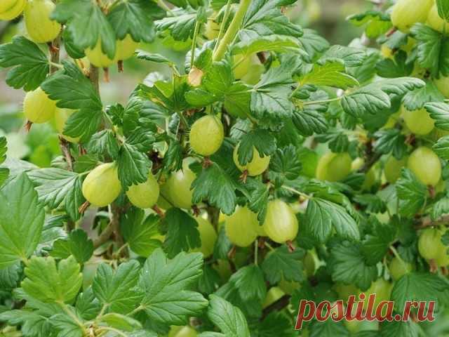 КРАХМАЛ ДЛЯ ОБИЛЬНОГО УРОЖАЯ КРЫЖОВНИКА.

Каждый дачник и огородник хочет, чтобы ягода была крупной и сладкой, для этого все чаще применяя различные хим. средства. Хотя у каждого под рукой есть самое лучшее, дешевое и очень качественное удобрение из углеводов. Она наполняет растение фруктозой, глюкозой и сахарозой, делать ее нужно всего два раза за сезон. Сейчас идет активный пред осенний уход.

После того как мы собрали все плоды, растение начинает готовится к зимовке, и ...