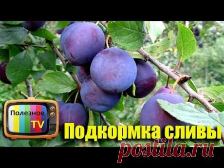 ПОДКОРМКА СЛИВЫ ВЕСНОЙ