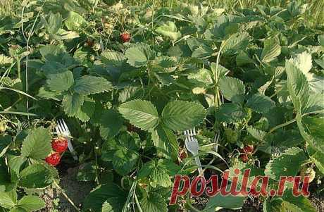 Пластмассовые вилки для выращивания земляники.