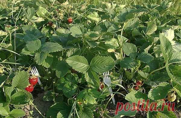 Пластмассовые вилки для выращивания земляники.