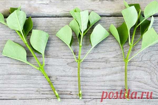 5 проверенных способов размножения сирени