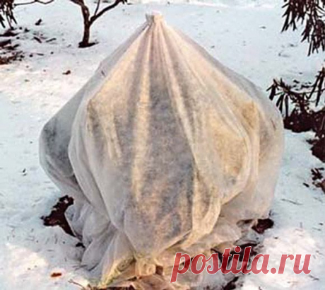 Рододендроны и зима — Ваше Плодородие