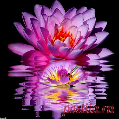 Lotus Reflecvtion | Flickr - Photo Sharing!