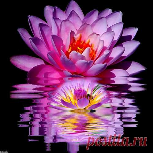 Lotus Reflecvtion | Flickr - Photo Sharing!