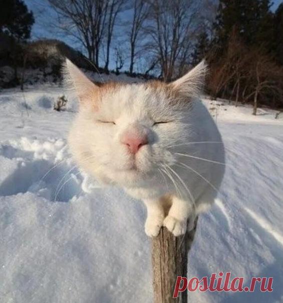 КАКОЙ СЕГОДНЯ ПРАЗДНИК? 27 Января 2020 г. – Понедельник • День комьюнити-менеджера (Community Manager Appreciation Day)10 лет • День печати МВД РФ16 лет • День снятия блокады г. Ленинграда76 лет • День танца со своей тенью • День памяти святой равноапостольной Нины • День воздушно-пузырчатой упаковки (Bubble Wrap Appreciation Day) • Киберпонедельник в России • Международный день памяти жертв холокоста (International Holocaust Remembrance Day)14 лет • День шоколадного торта (Chocolate Cake Day)…