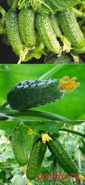 Огуречные секреты для хорошего урожая - Удобрения Подкормка - Каталог статей - Садовник