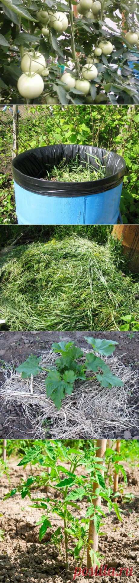 Чем и как подкормить помидоры в открытом грунте и теплице | Самоцветик