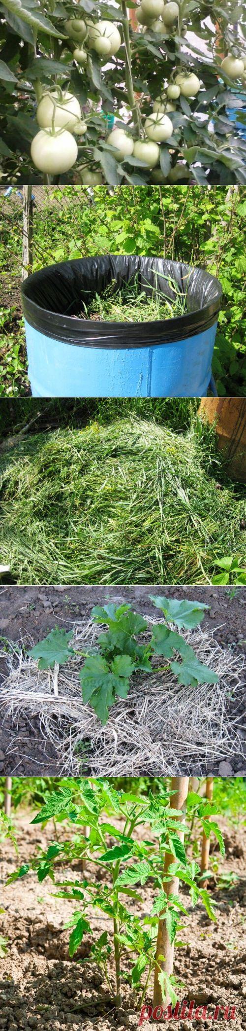 Чем и как подкормить помидоры в открытом грунте и теплице | Самоцветик