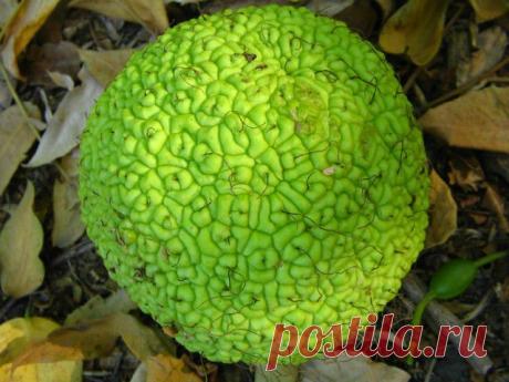 Настойка маклюры против опухолей | Советы Народной Мудрости