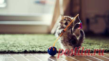 Что делают кошки, когда вас нет дома? | Уши, лапы, хвост