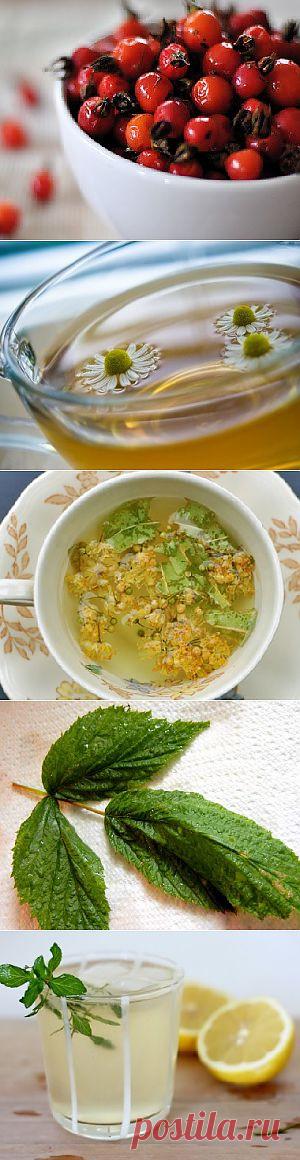 Травяные отвары - эффективные рецепты исцеления