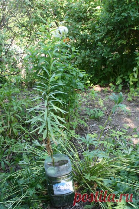 10 причин, чтобы выращивать лилии в контейнере