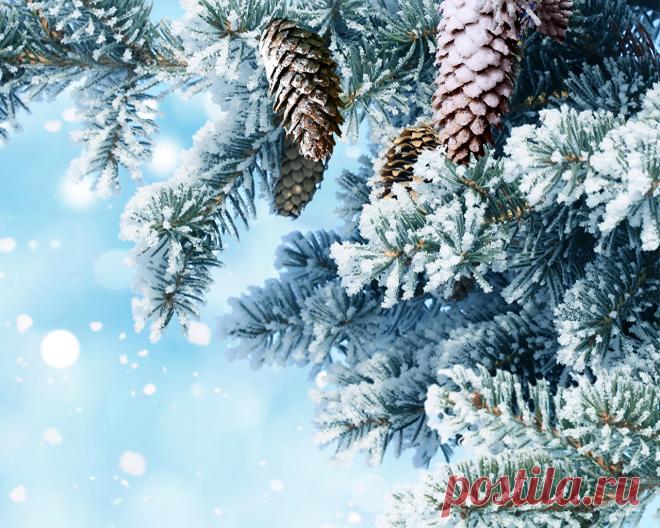 Красивые фото хвойных шишек